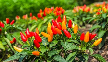 Growing Peppers & Chillis