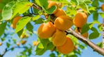 2024 Fruit Tree Catalogue