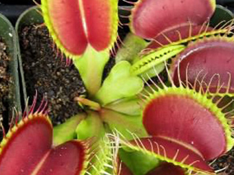 Carnivorous Plants