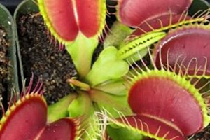 Carnivorous Plants