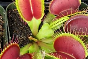 Carnivorous Plants