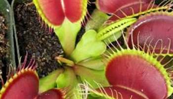 Carnivorous Plants