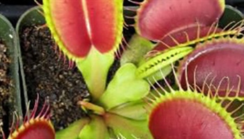 Carnivorous Plants