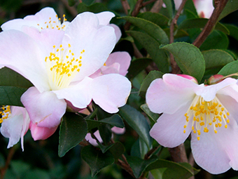 Camellias