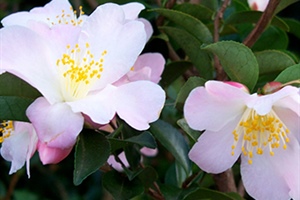 Camellias