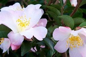 Camellias