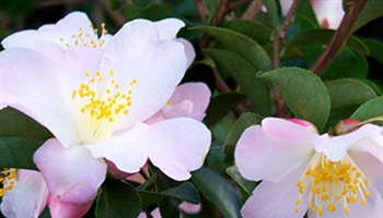 Camellias