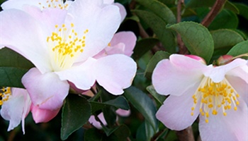 Camellias