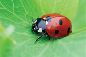 Attracting Ladybugs