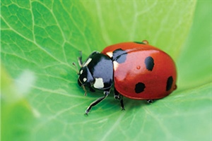 Attracting Ladybugs