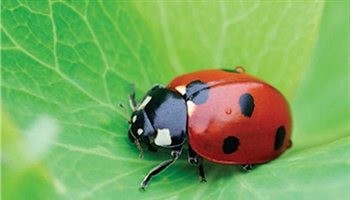 Attracting Ladybugs