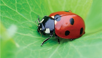 Attracting Ladybugs