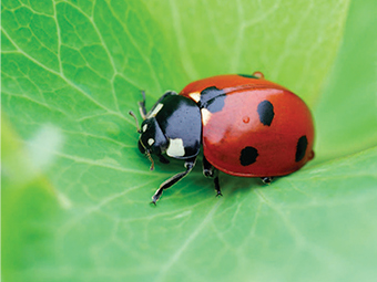 Attracting Ladybugs