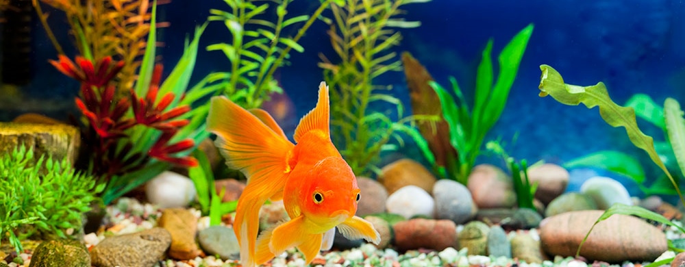 Best thing for your Goldfish