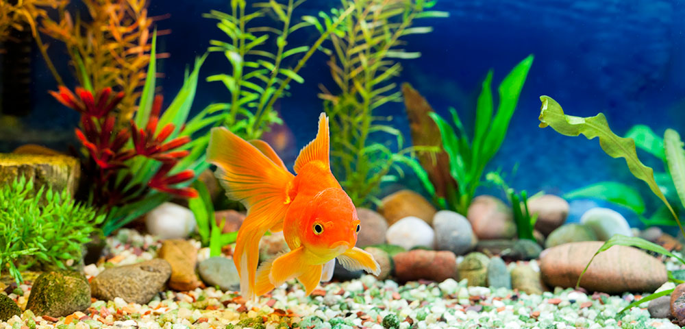 Best thing for your Goldfish