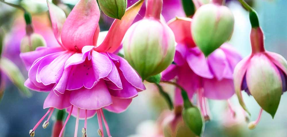 Fuchsias