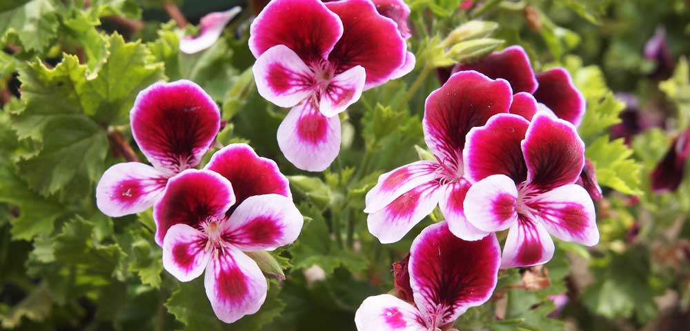 Geraniums & Pelargoniums