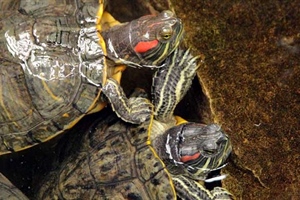 Red Eared Turtles Care Guide
