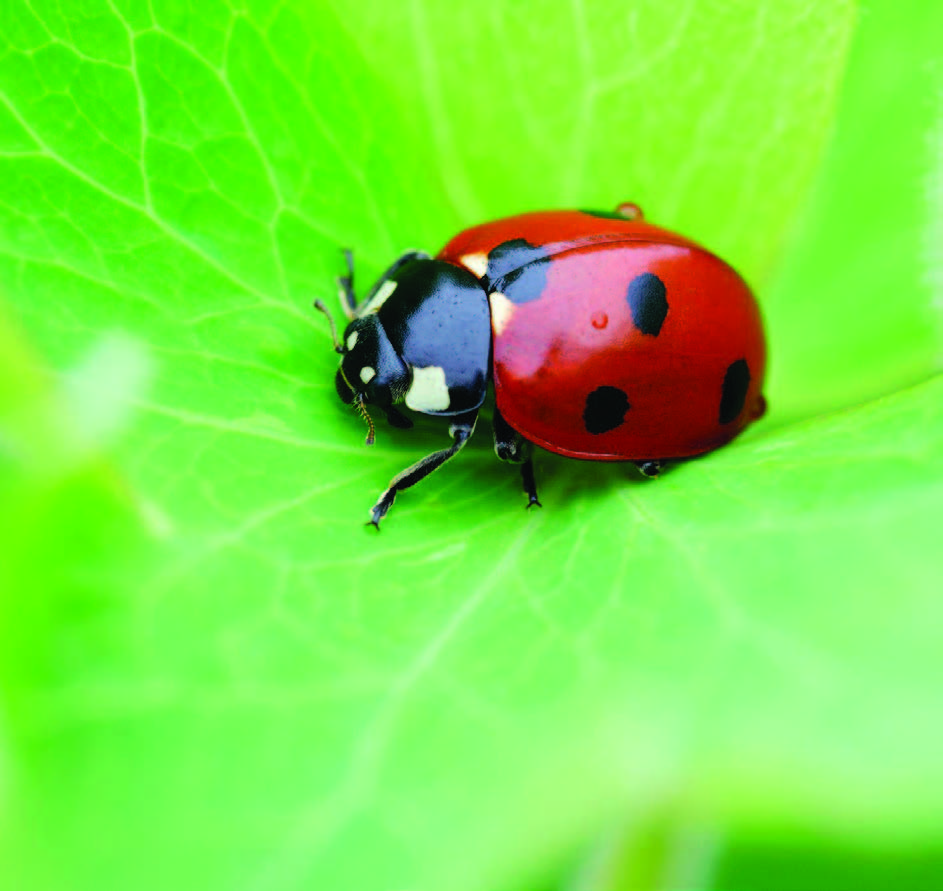 3 Tips to Ensure LadyBugs Stay in Your Garden after Release 