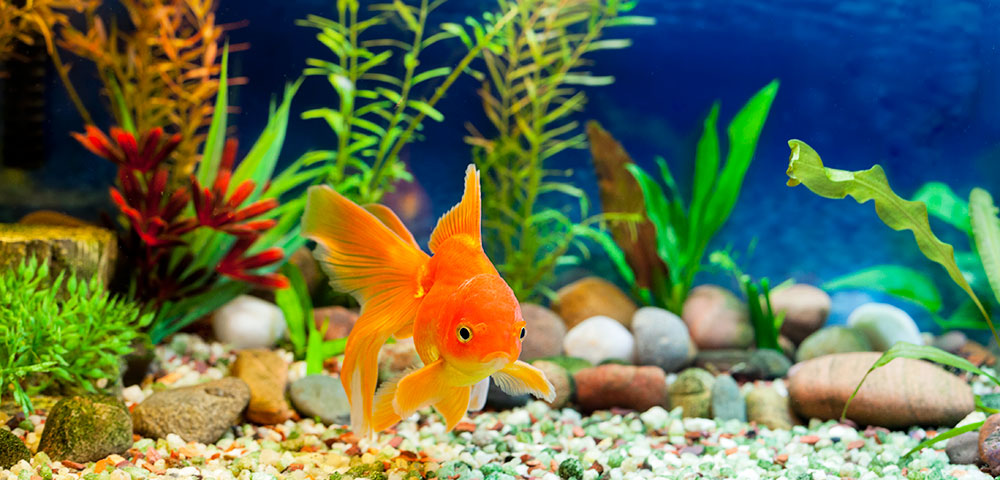 Handy tips for cleaning an aquarium