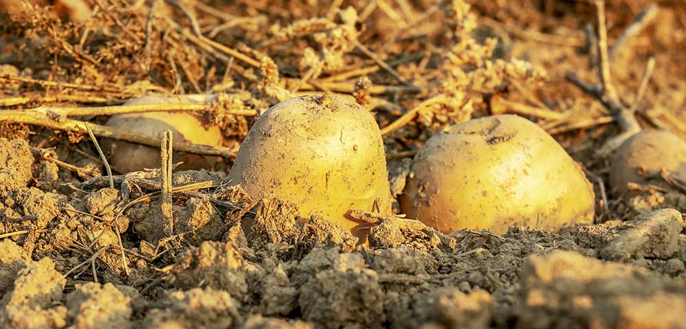 Tui Potato Grow Bag