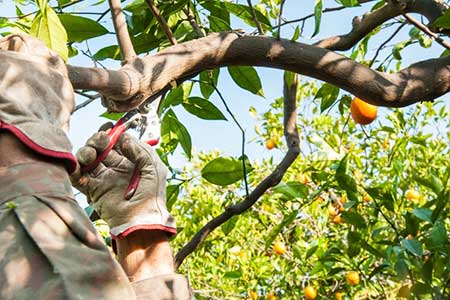 Pruning Citrus Trees