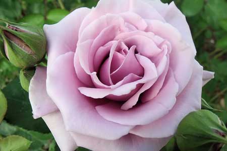 Rose soft purple