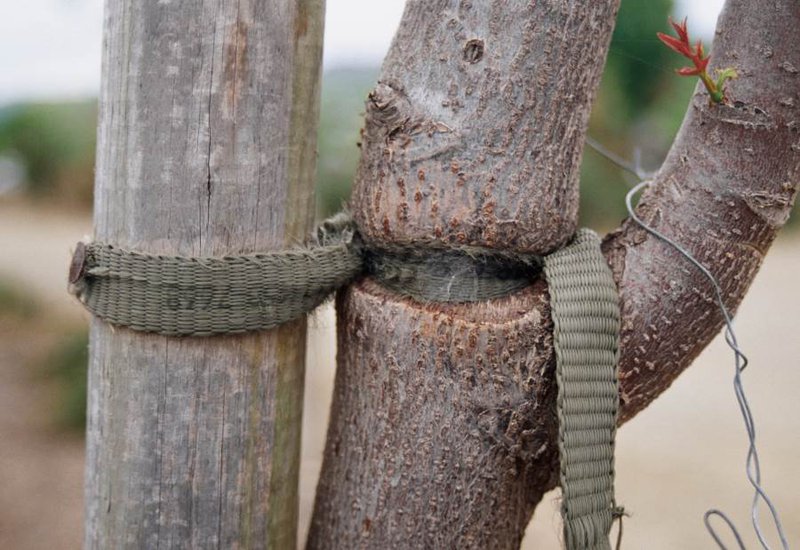 Damaged tree