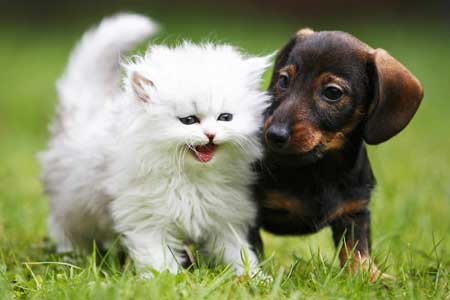Kitten and small dog
